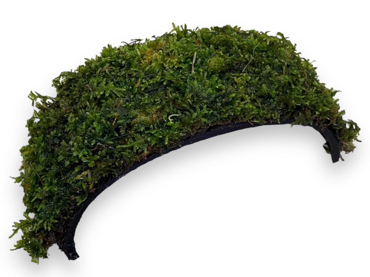 Waterplant Armband Kokosnuss mit Javamoos