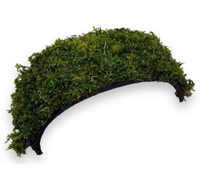 Wasserpflanze Armband Kokosnuss mit Javamoos