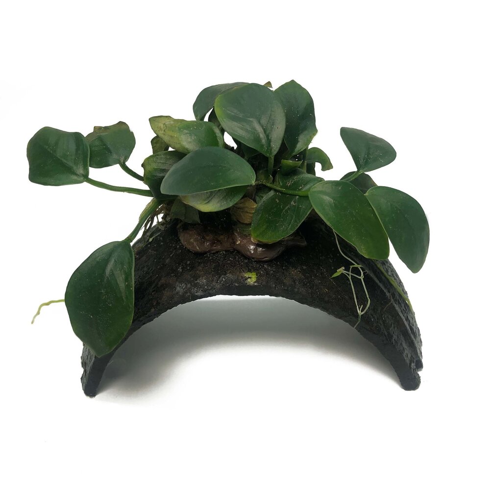 Waterplant Armband Kokosnuss Mit Anubias