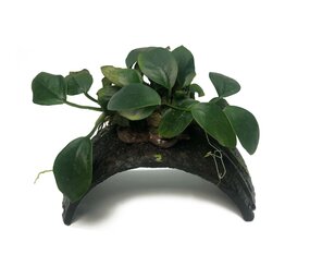 Waterplant Armband Kokosnuss Mit Anubias Waterplant Armband Kokosnuss Mit Anubias