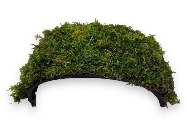 Waterplant Armband Kokosnuss mit Javamoos