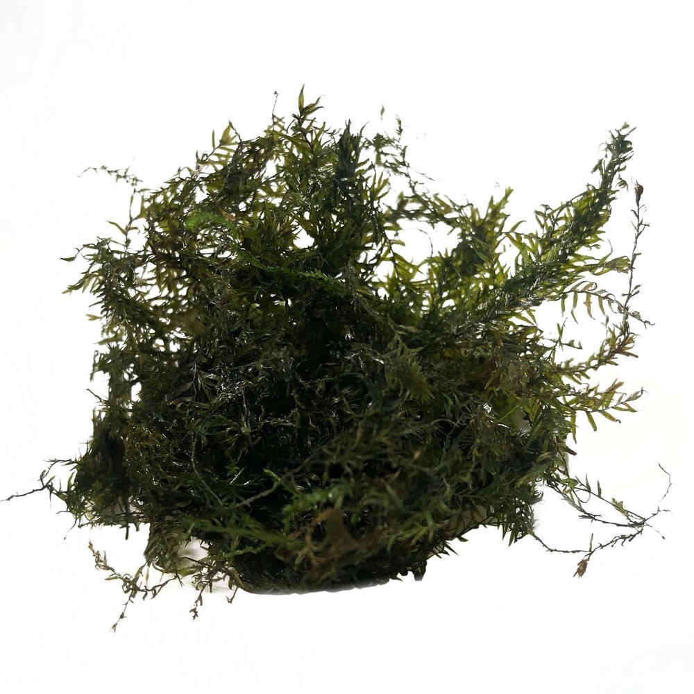 Waterplant Phoenix Moos im Schälchen