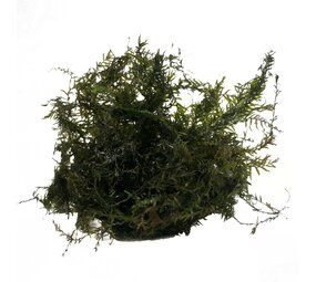 Waterplant Phoenix Moos im Schälchen