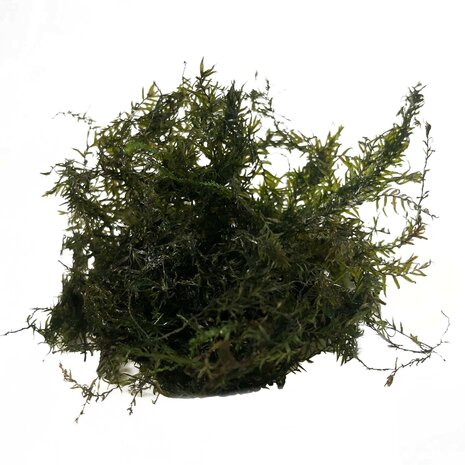 Waterplant Phoenix Moos im Schälchen