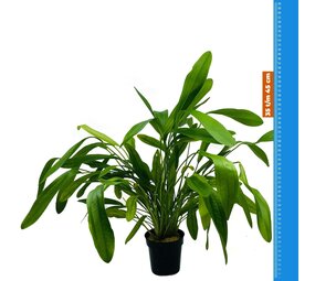 Wasserpflanze Echinodorus Horomanii - Extra Groß