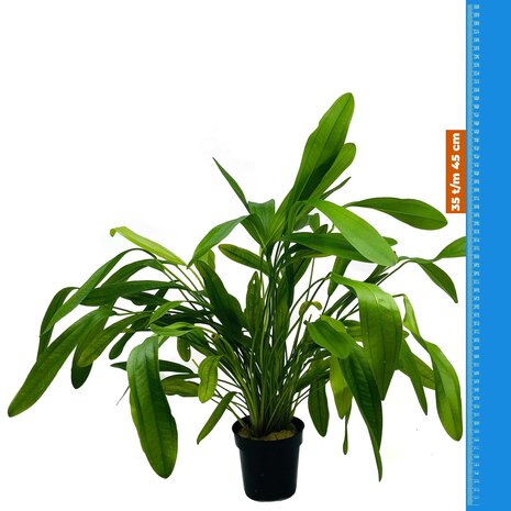 Waterplant Echinodorus Horomanii - Extra Groß