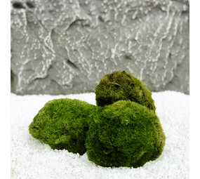 Wasserpflanze Moosball Chladoflora XL 4-7cm