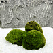 Wasserpflanze Moosball Chladoflora XL 4-7cm Wasserpflanze Moosball Chladoflora XL 4-7cm