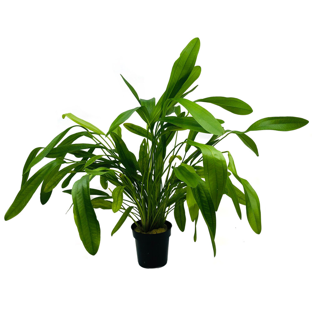 Waterplant Echinodorus Horomanii - Extra Groß