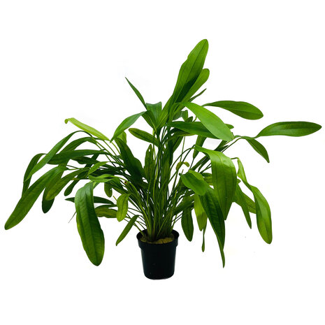 Waterplant Echinodorus Horomanii - Extra Groß