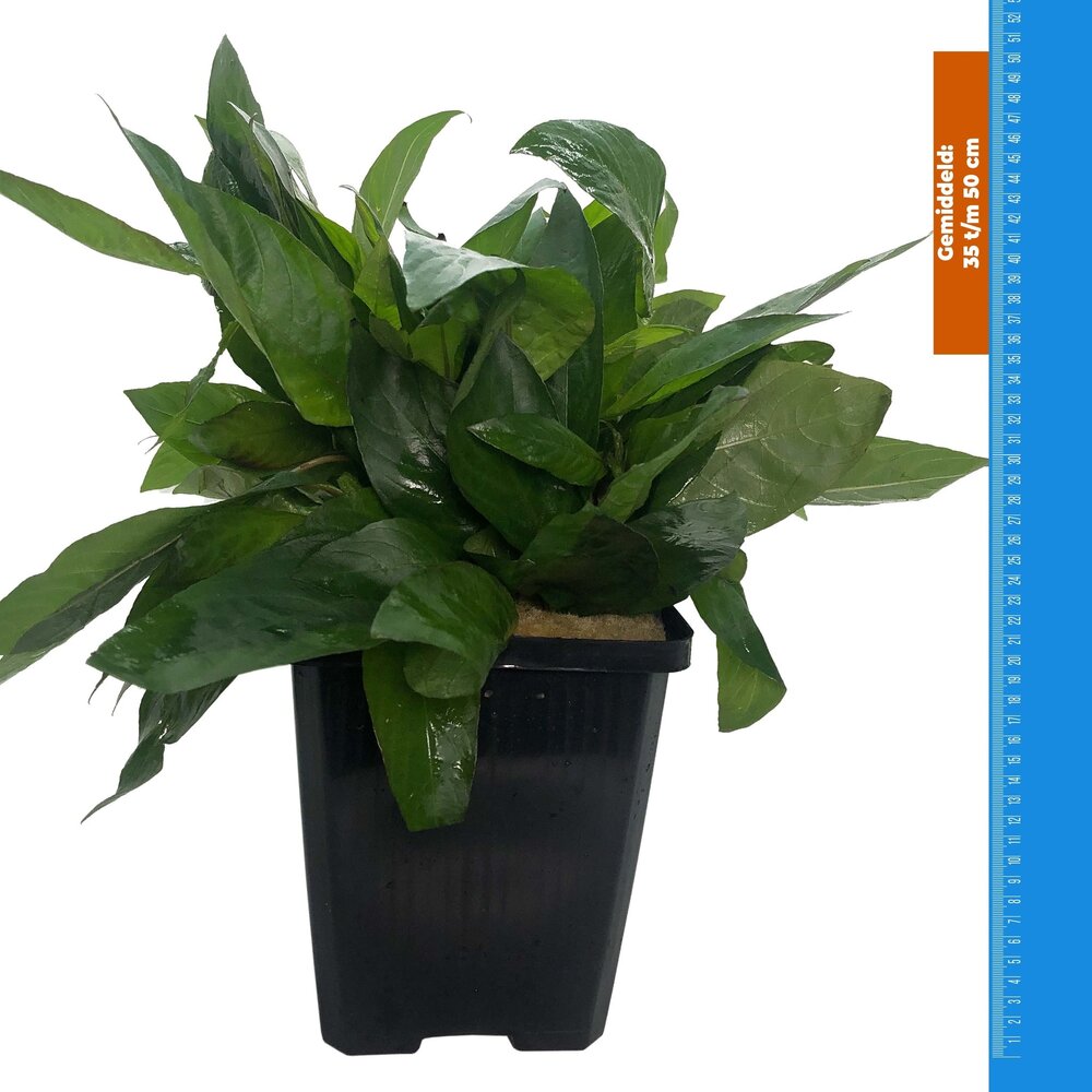 Waterplant Nomaphila Siamensis - Extra Groß