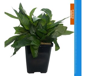 Wasserpflanze Nomaphila Siamensis - Extra Groß