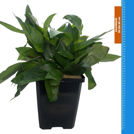 Wasserpflanze Nomaphila Siamensis - Extra Groß Wasserpflanze Nomaphila Siamensis - Extra Groß