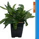 Wasserpflanze Nomaphila Siamensis - Extra Groß Wasserpflanze Nomaphila Siamensis - Extra Groß