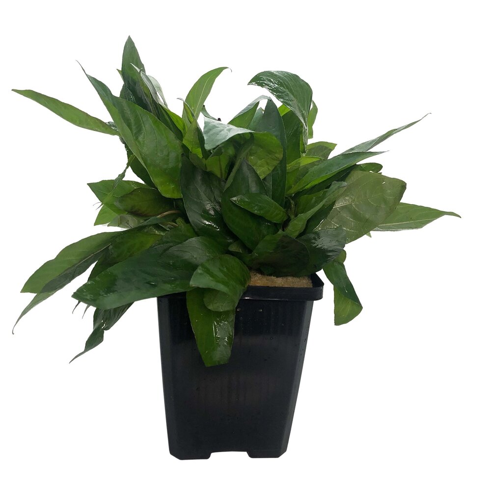 Waterplant Nomaphila Siamensis - Extra Groß