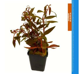 Waterplant Alternanthera Rosefolia - Extra Groß