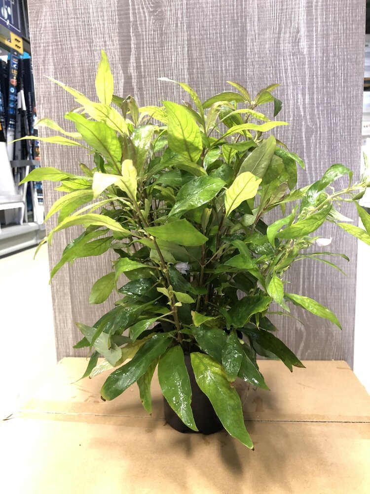 Wasserpflanze Nomaphila Siamensis - Extra Groß Wasserpflanze Nomaphila Siamensis - Extra Groß