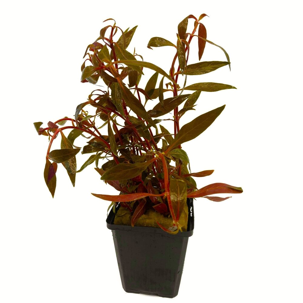 Wasserpflanze Alternanthera Rosefolia - Extra Groß Wasserpflanze Alternanthera Rosefolia - Extra Groß