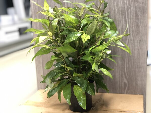 Waterplant Nomaphila Siamensis - Extra Groß