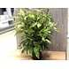 Wasserpflanze Nomaphila Siamensis - Extra Groß Wasserpflanze Nomaphila Siamensis - Extra Groß