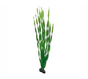 Hobby Pflanze Vallisneria 60cm
