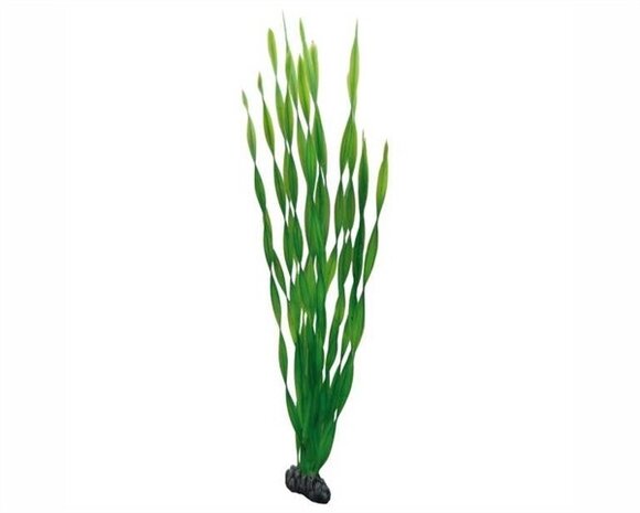 Hobby Pflanze Vallisneria 60cm