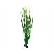 Hobby Pflanze Vallisneria 60cm