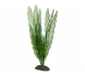 Hobby Pflanze Aponogeton 40cm