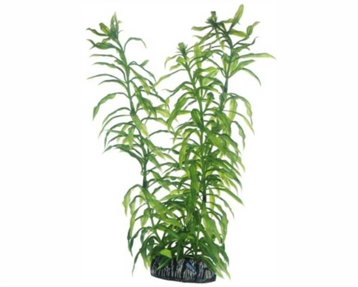 Hobby Pflanze Heteranthera 25cm Hobby Pflanze Heteranthera 25cm