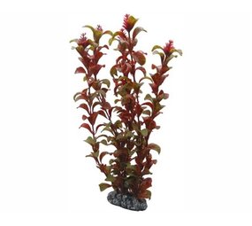 Hobby Pflanze Rotala 30cm