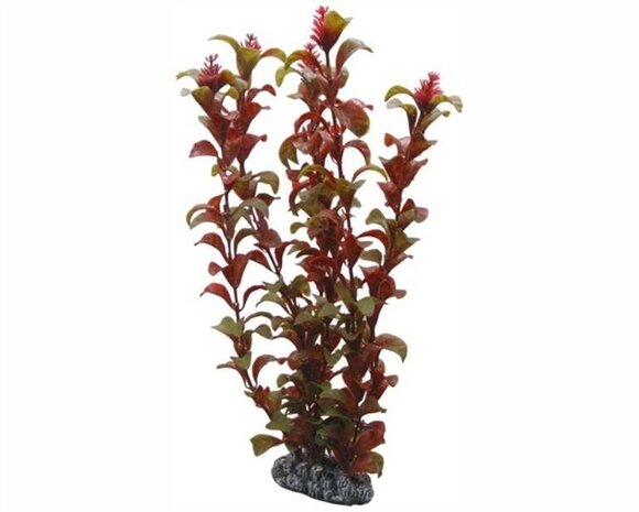 Hobby Pflanze Rotala 30cm
