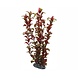 Hobby Pflanze Rotala 30cm