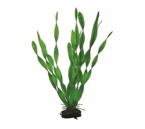 Hobby Pflanze Vallisneria 34cm Hobby Pflanze Vallisneria 34cm