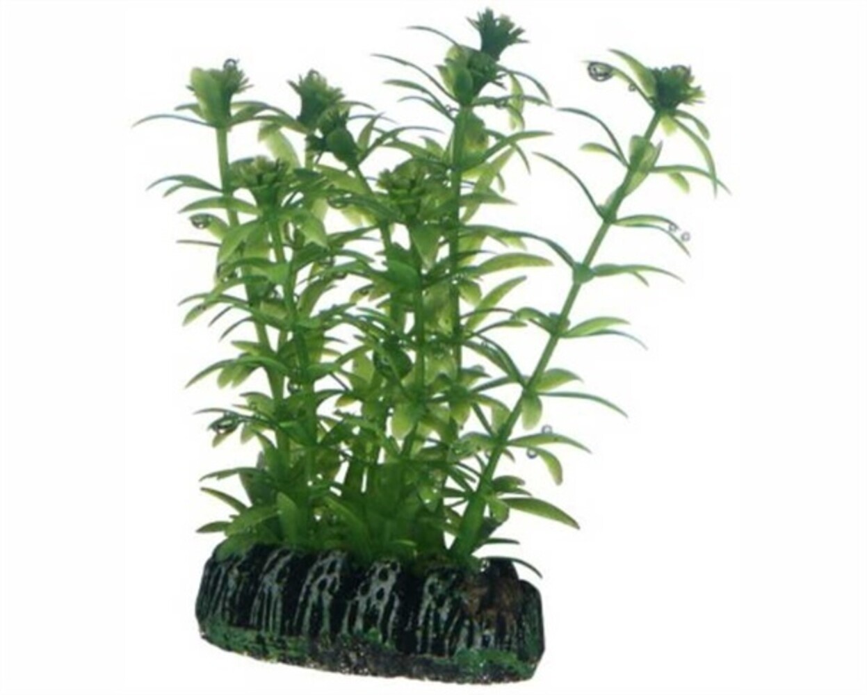 Hobby Pflanze Lagarosiphon 7cm Hobby Pflanze Lagarosiphon 7cm