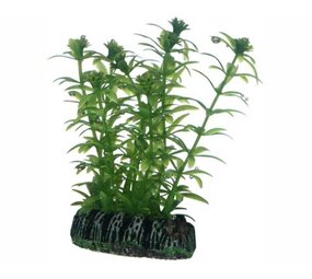 Hobby Pflanze Lagarosiphon 7cm Hobby Pflanze Lagarosiphon 7cm