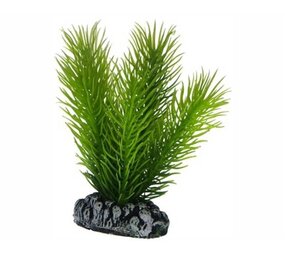 Hobby Pflanze Mayaca 7cm