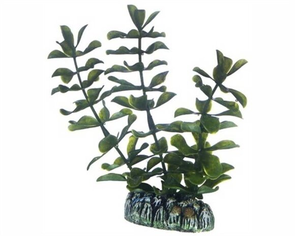 Hobby Pflanze Bacopa 13cm