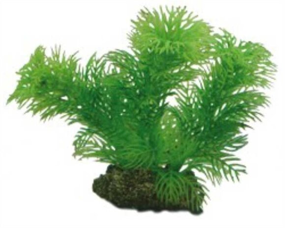 Hobby Pflanze Egeria 13cm Hobby Pflanze Egeria 13cm