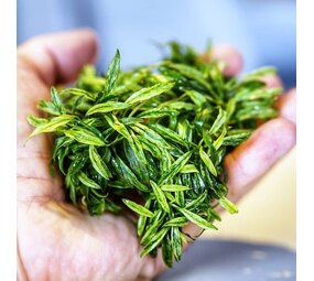 Wasserpflanze Anubias glabra variegata im Schälchen