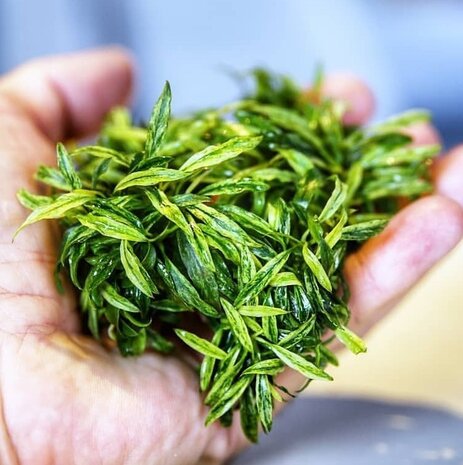 Waterplant Anubias glabra variegata im Schälchen