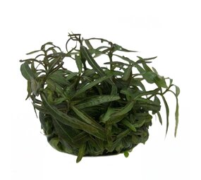 Waterplant Hygrophila lancea in vitro Schale