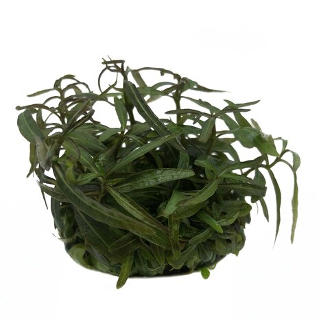 Waterplant Hygrophila lancea in vitro Schale