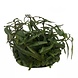 Wasserpflanze Hygrophila lancea in vitro Schale