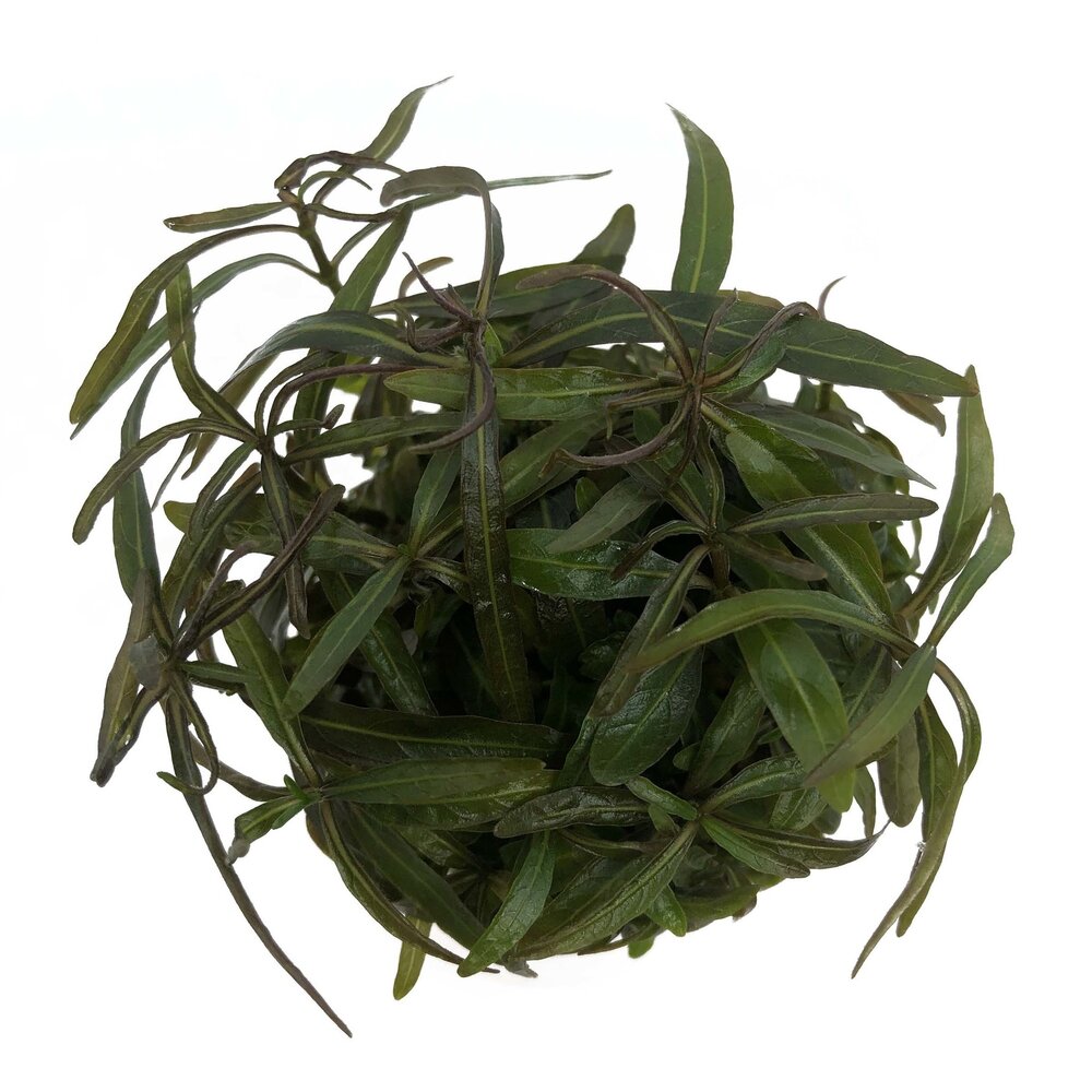 Wasserpflanze Hygrophila lancea in vitro Schale
