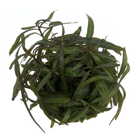Wasserpflanze Hygrophila lancea in vitro Schale