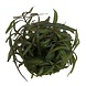 Wasserpflanze Hygrophila lancea in vitro Schale