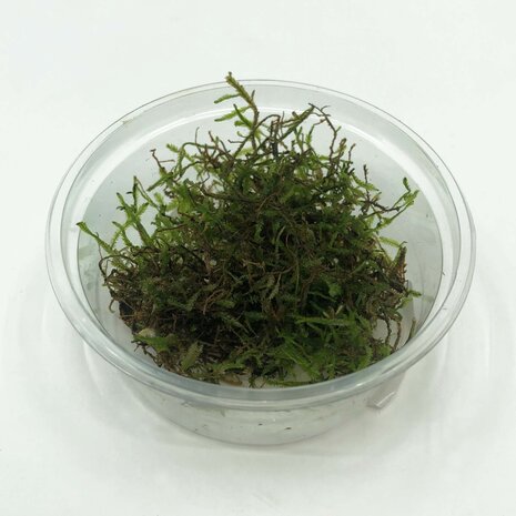 Waterplant Vesicularia dubyana im Schälchen Waterplant Vesicularia dubyana im Schälchen