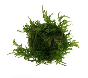 Wasserpflanze Spikey-Moos im Behälter