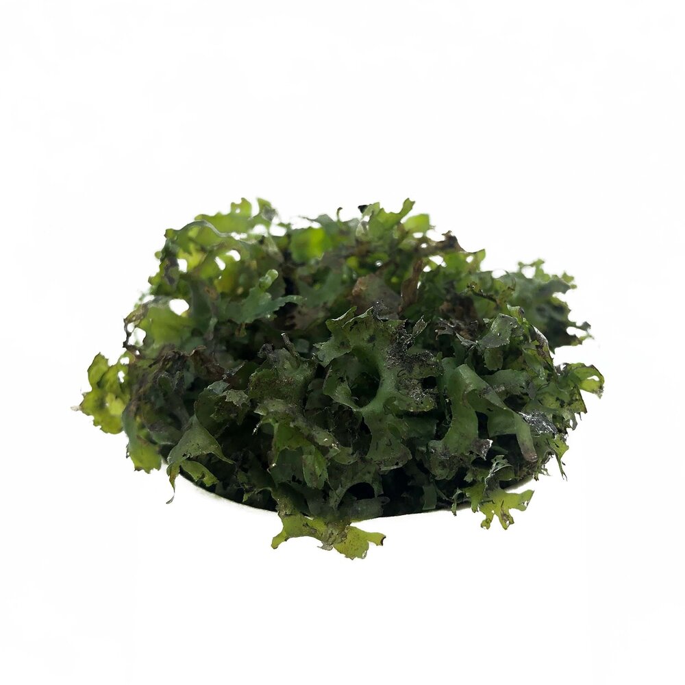 Waterplant Monosolenium pelia im Schälchen