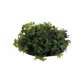 Waterplant Monosolenium pelia im Schälchen